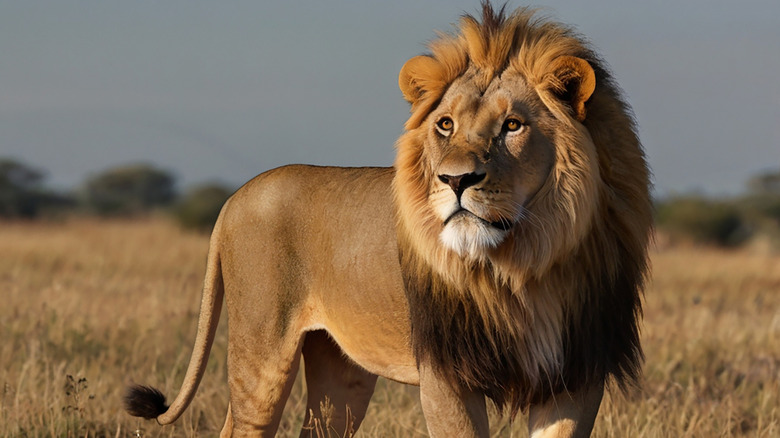 Lion standing and looking on