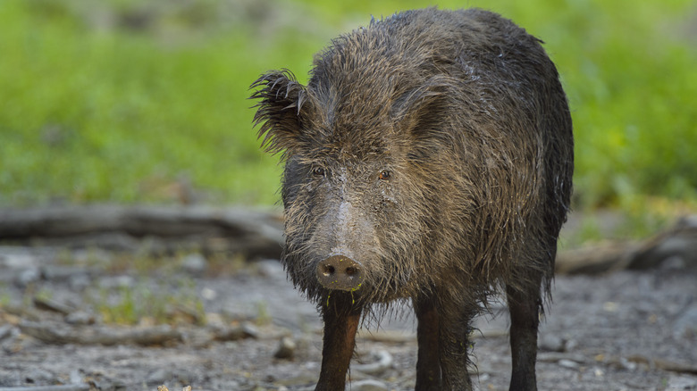 Wet wild boar standing on muddy path