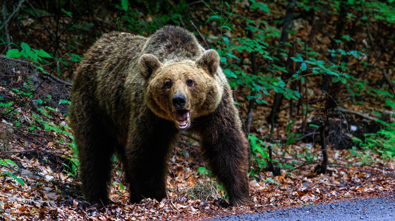 Angry brown bear on road near forest