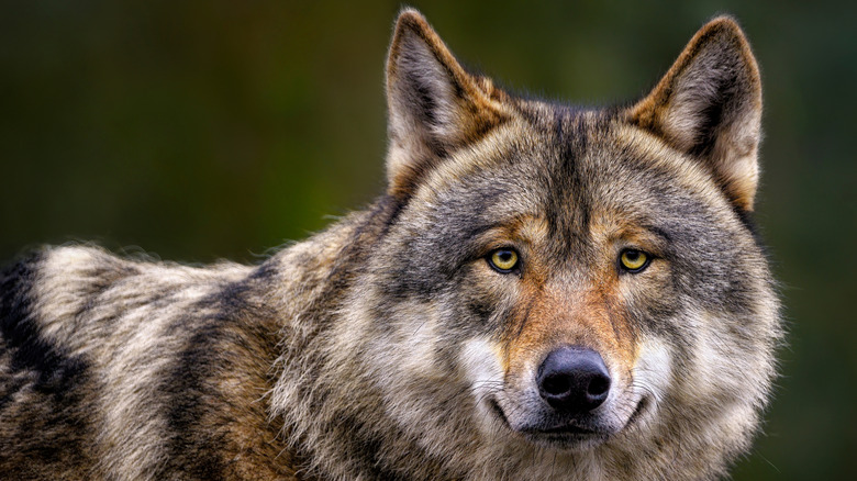 Wolf looking on, close up