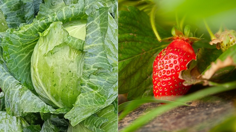 Side-by-side of cabbage and strawberry