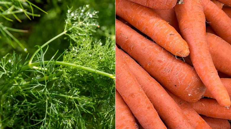 Side-by-side of dill and carrots