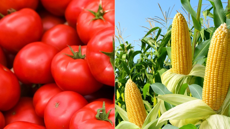 Side-by-side of corn and tomatoes