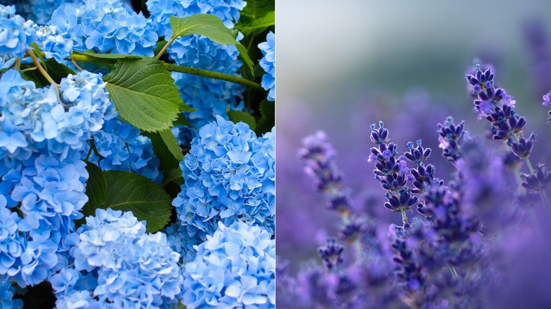 Side-by-side of hydrangeas and lavender