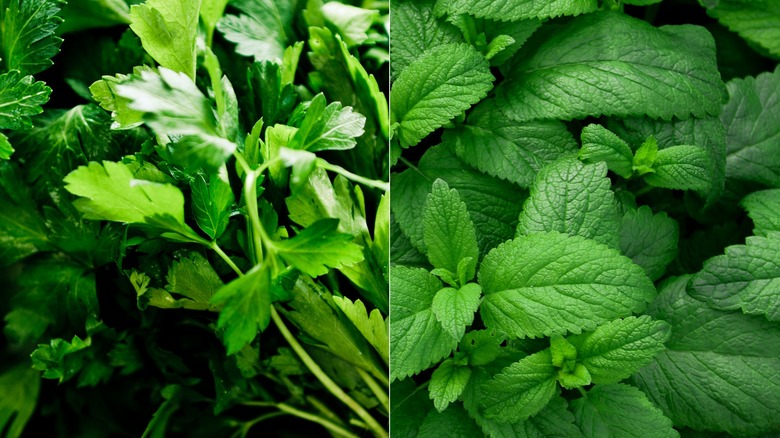 Side-by-side of mint and parsley