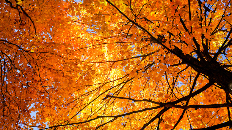 Tree with orange and golden leaves