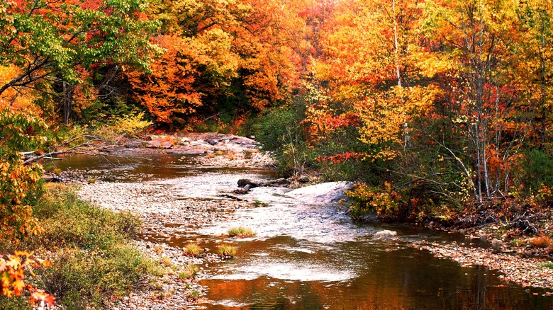 Fall foliage reflected in river