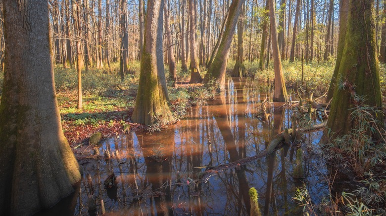 Floodplain at Congaree National Park