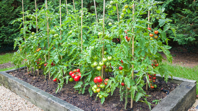Tomato plants in a raised garden bed