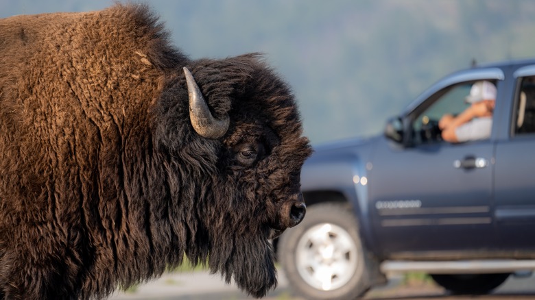 watching bison from truck