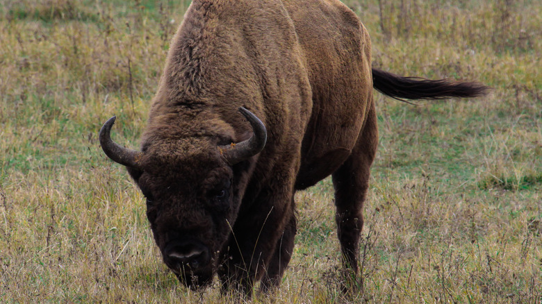 Bison preparing to charge