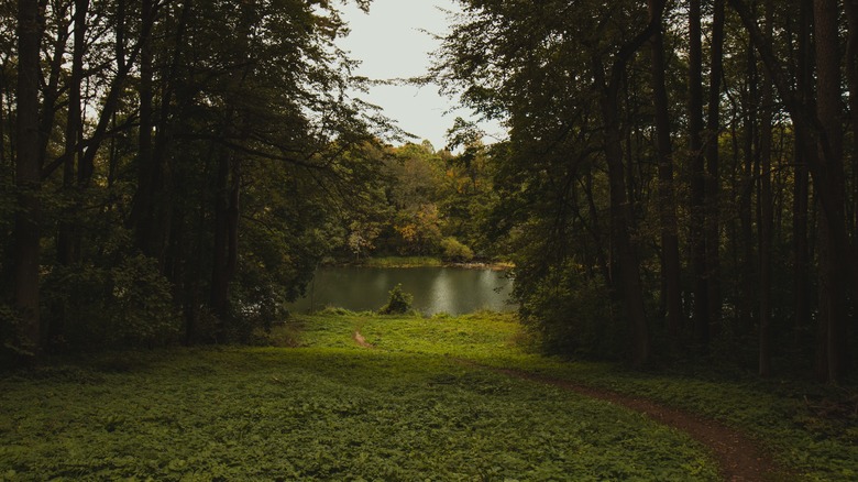 Cleared campsite area in woods