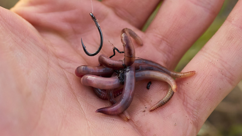 Worms and hook in hand, close up