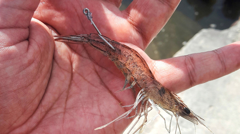 Hooked shrimp in hand, close up