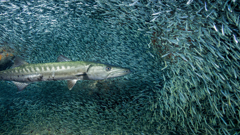 Barracuda surrounded by baitfish