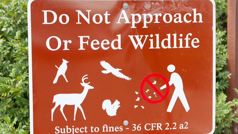 Warning sign against approaching wildlife