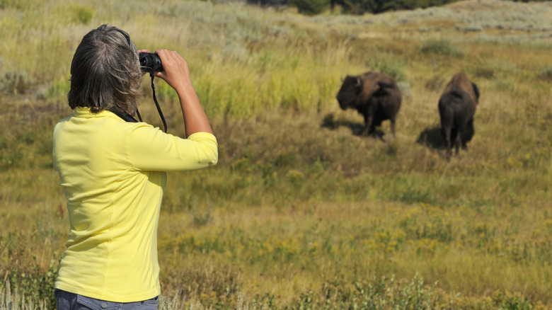 Woman viewing bison through binoculars