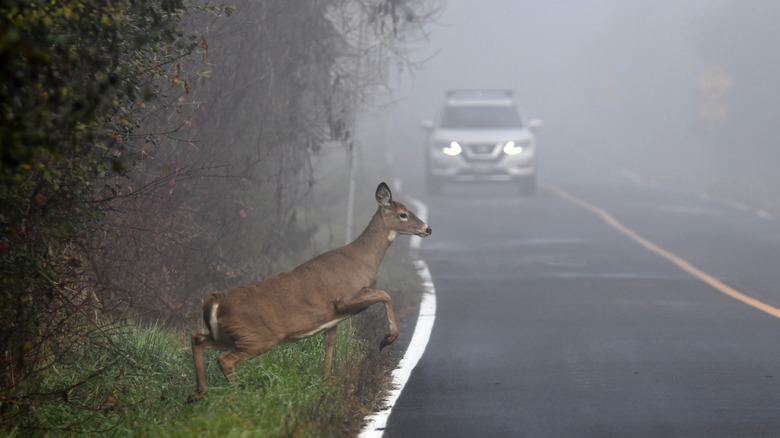 Deer running into road with car incoming