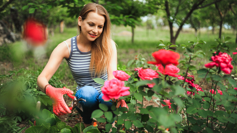 Woman tending to rose bush