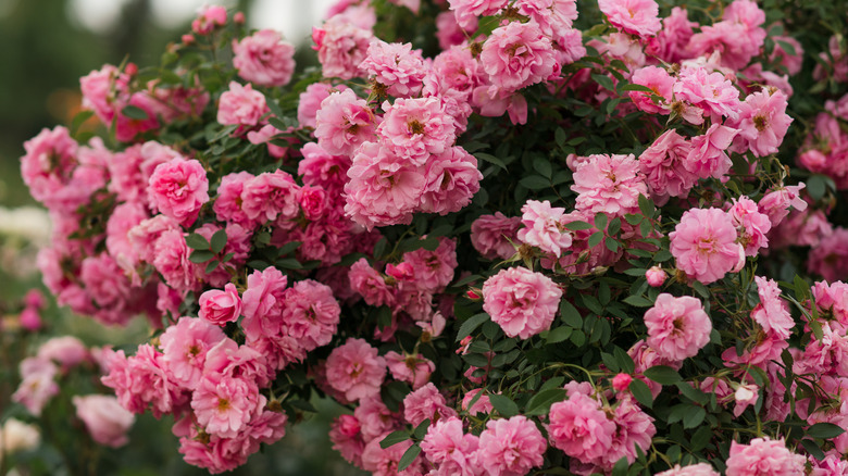 Pink rose bush