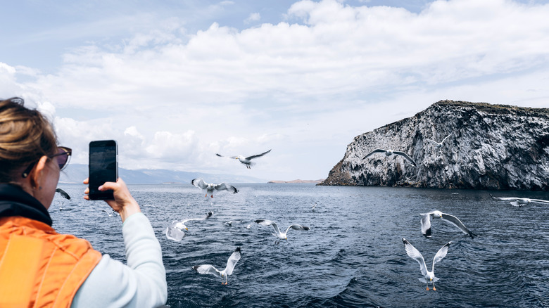 Birds, water, phone, boat, rocks