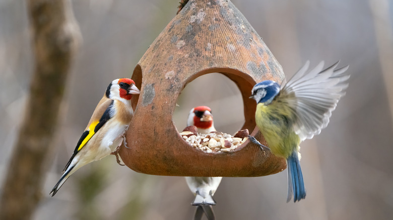 Birds at a birdfeeder