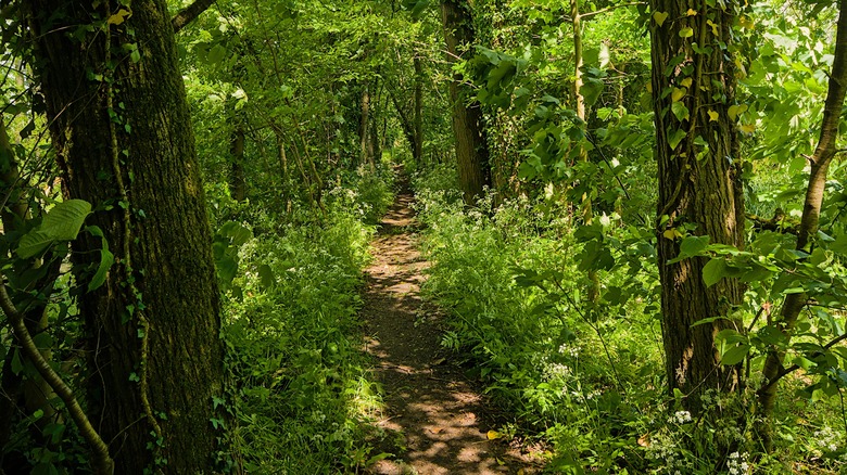 Forest trail, plants, sunny, green