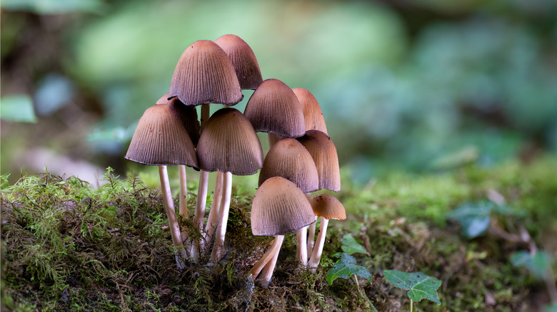 Mushrooms on a mossy forest floor