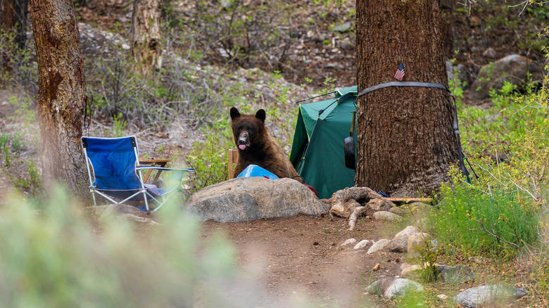 bear in campsite