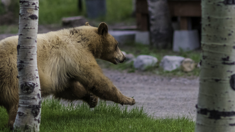 bear running from campsite