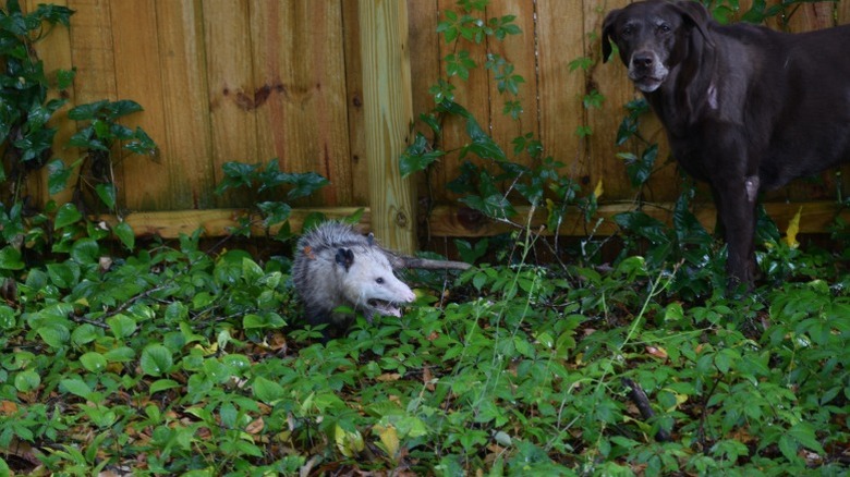 An opossum and a large black dog standing together by a fence