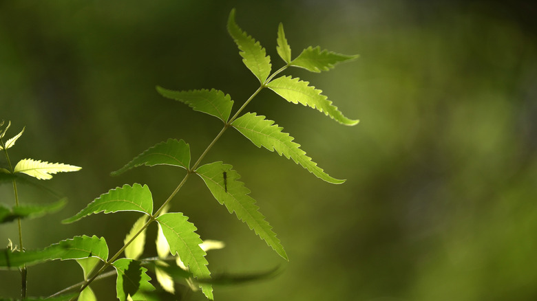 Neem leaves, close-up