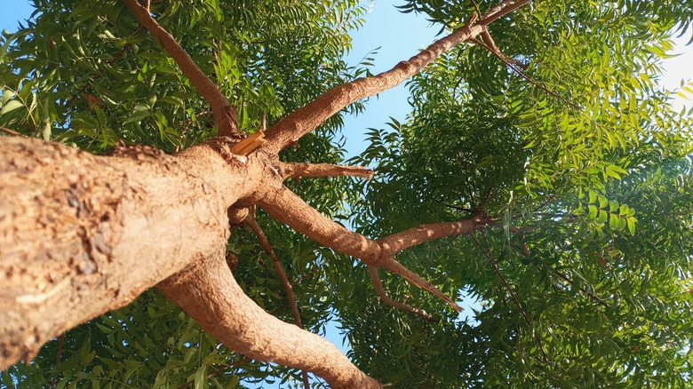 Neem tree from below