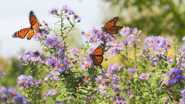 Monarch butterflies pollinating asters
