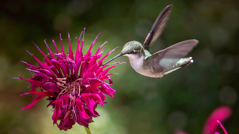 Hummingbird sucking nectar from bee balm