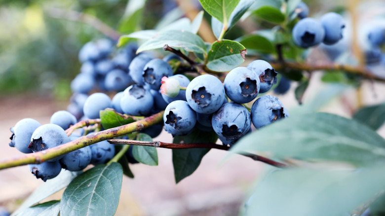 Ripe blueberries on the bush