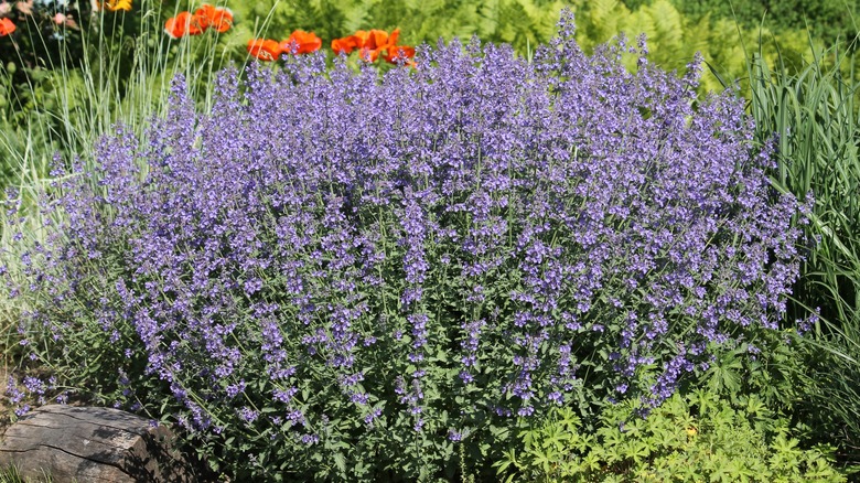 Catmint 