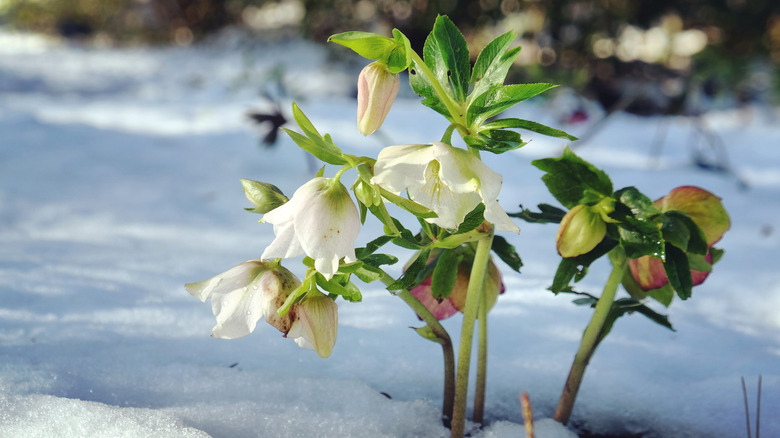 White hellebore blooming in the snow