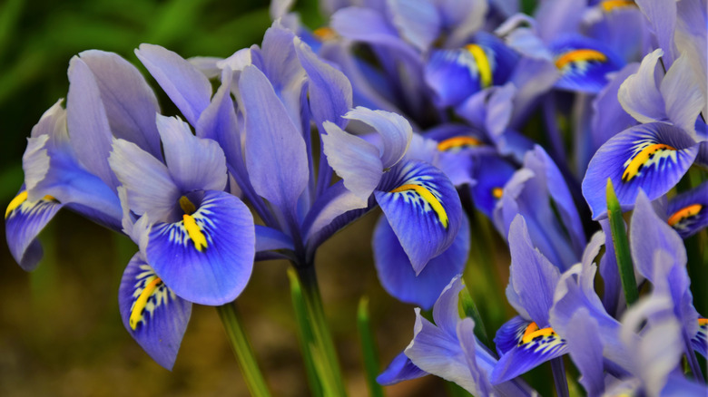 Blue irises 