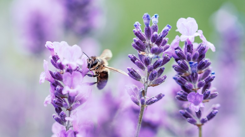 Honey bee enjoying lavender 