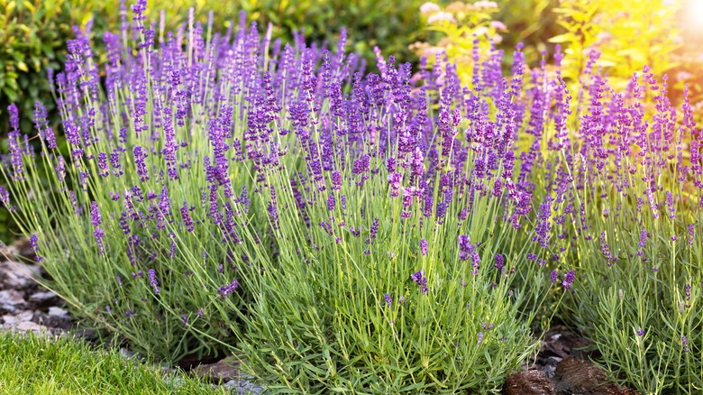 lavender in a flower bed