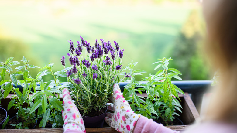 woman tending to potted lavender