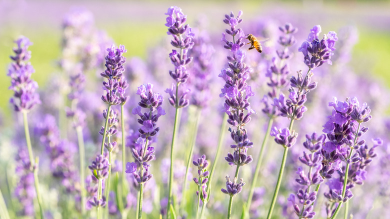 bee and lavender