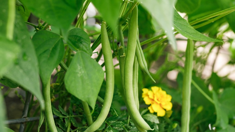 Garden green beans on the plant