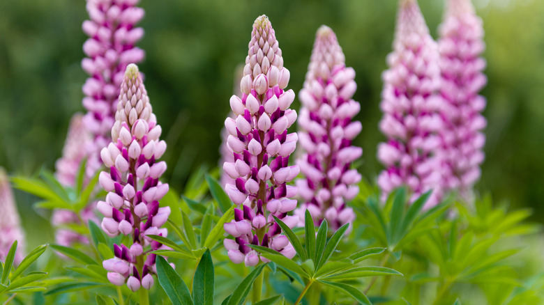 Pink lupine flowers