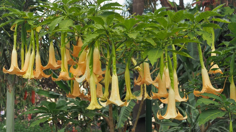 Group of yellow Angel's trumpets