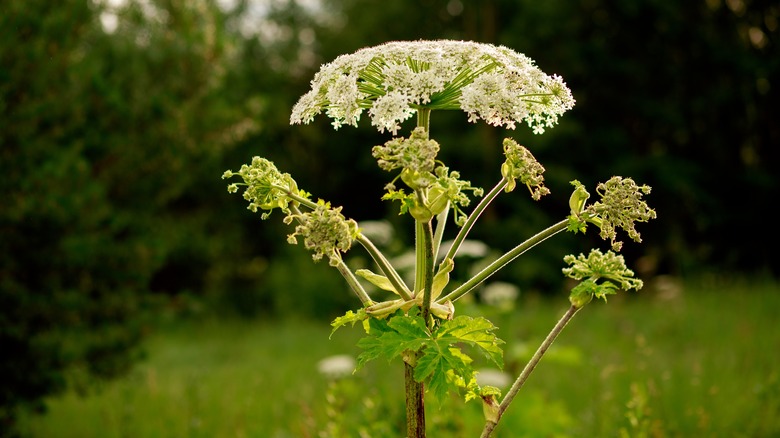 Hogweed plant in meadow