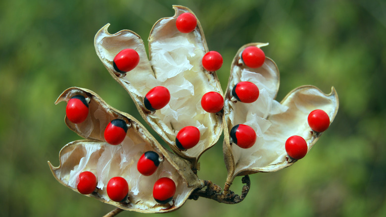 Rosary peas on plant leaves 