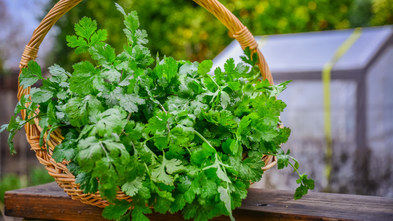 Basket of fresh cilantro