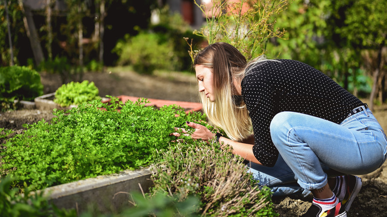 Woman examining cilantro in yard